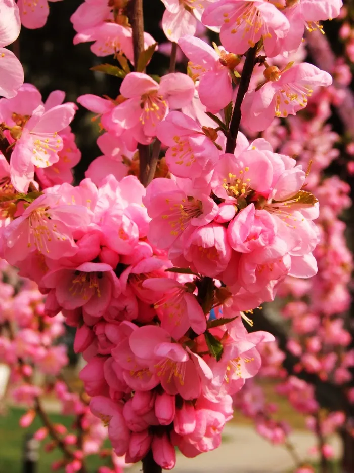 桃花图片