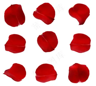 9个红色玫瑰花瓣高清图片