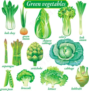 精美的绿色蔬菜矢量素材