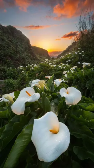 白色的花朵高清摄影图片