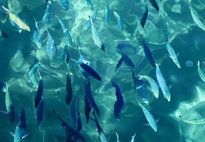 海洋鱼类图片