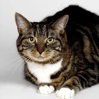 可爱小花猫图片