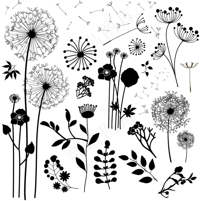 蒲公英简笔插画