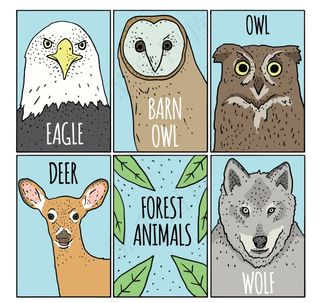 手绘风动物封面