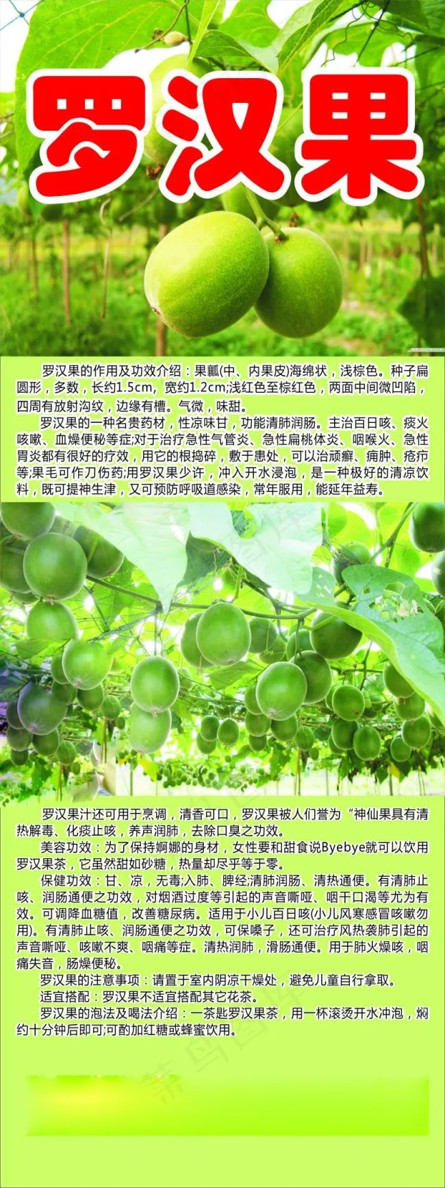 罗汉果X展架cdr矢量模版下载
