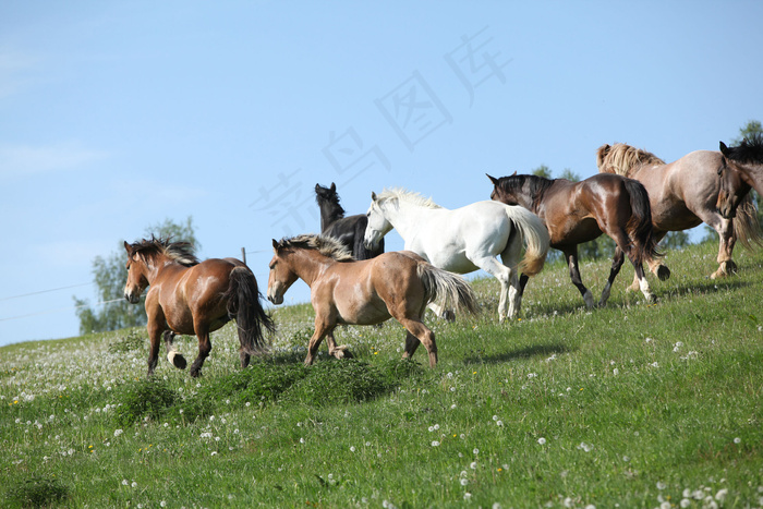草坪上的马图片