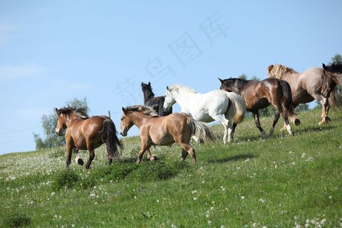 草坪上的马图片