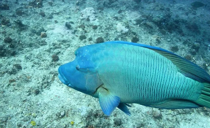 墨西哥菲什图片