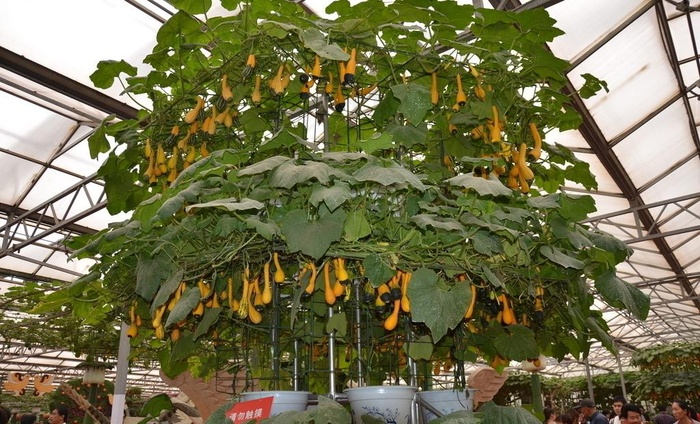 寿光蔬菜博览会图片