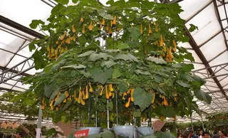 寿光蔬菜博览会图片