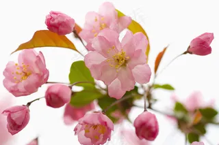 开放的粉红色樱花图片