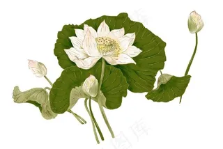 精美细致分层荷花psd图片