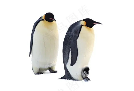 企鹅免抠素材PSD分层 企鹅免抠素材PSD分层