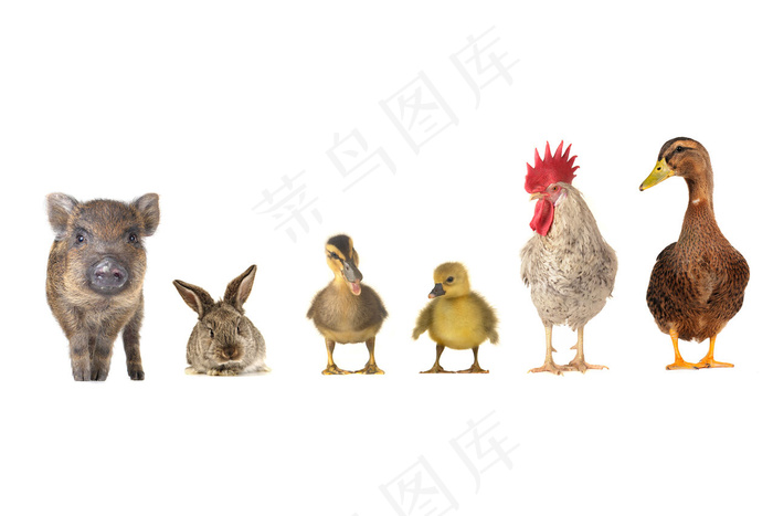 动物幼畜合辑图片