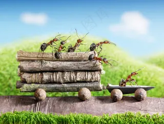 运输东西的蚂蚁图片