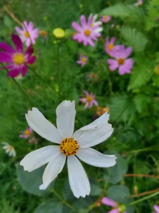 美丽的格桑花图片