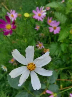 美丽的格桑花图片 美丽的格桑花图片