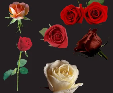 玫瑰图片