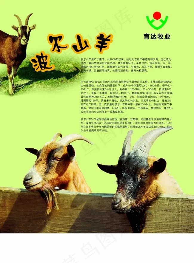 波尔山羊宣传彩页素材psd模版下载