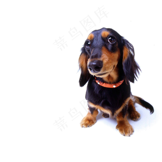 动物狗PNG免扣素材