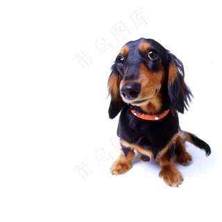 动物狗PNG免扣素材