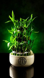 盆景高清摄影图片