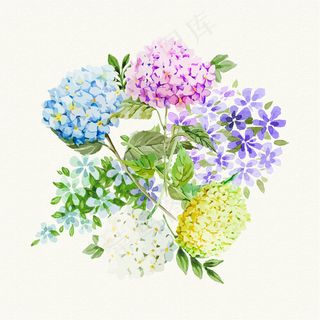 手绘水彩效果植物花卉