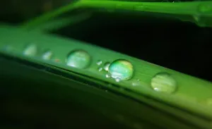 水滴露水微距摄影图片