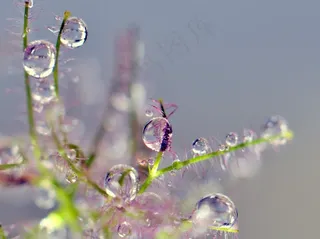 绿叶上的水珠图片