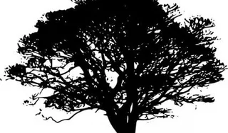 树的剪影艺术剪辑