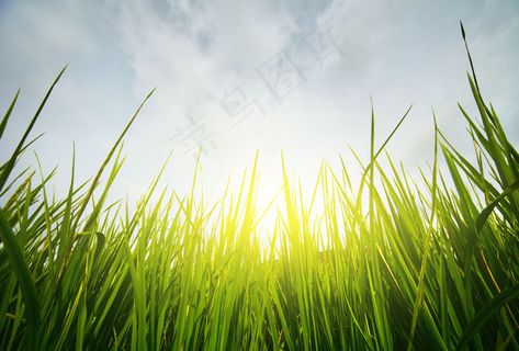 绿草天空摄影图片