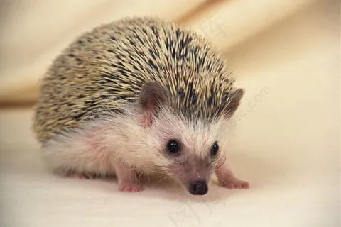 小刺猬图片 小刺猬图片