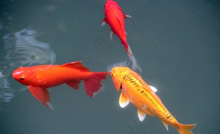 游鱼 锦鲤图片