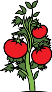 番茄植物剪贴画