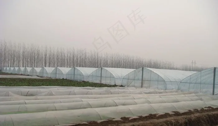 蔬菜大棚基地图片