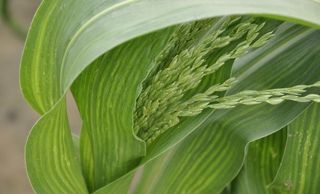 我们的玉米图片