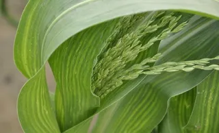 我们的玉米图片