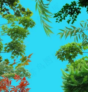 树枝树叶分层图片