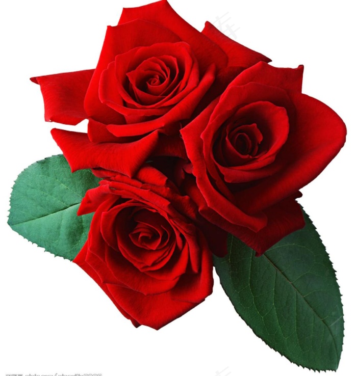 情人节心形
ose玫瑰花.psd...