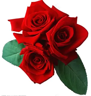 情人节心形
ose玫瑰花.psd...