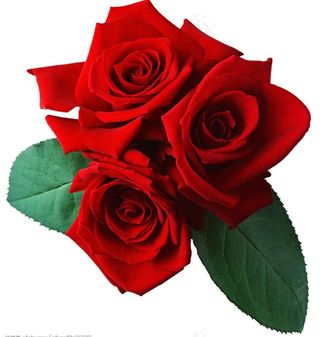 情人节心形
ose玫瑰花.psd...