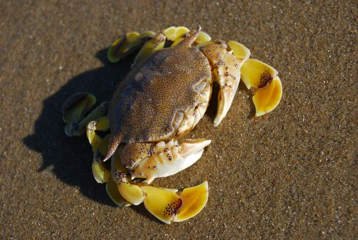海滩 海蟹图片