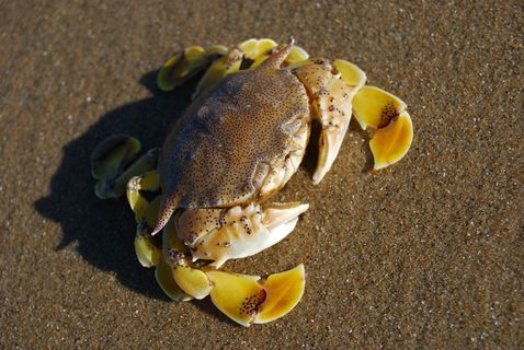 海滩 海蟹图片
