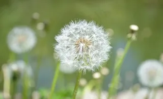 春天蒲公英图片