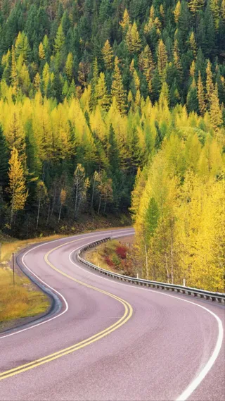 树林中的公路高清摄影图片