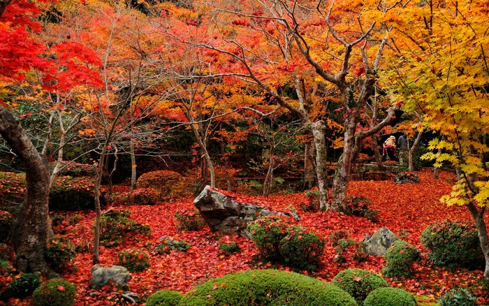 唯美红叶树林风景图片