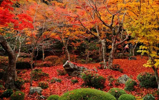 唯美红叶树林风景图片 唯美红叶树林风景图片