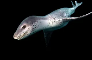 海豹免抠素材PSD分层