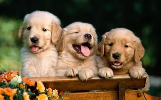 高清电脑桌面背景壁纸