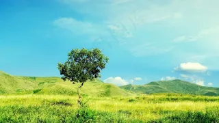 自然草原风景图